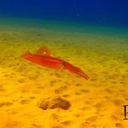 Lägenhet Rosa Eden La Asomada (Lanzarote)